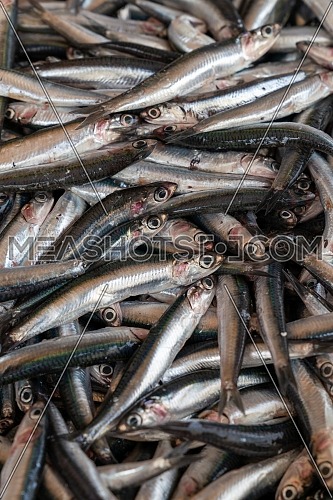 Fresh anchovies fish on ice at the seafood market,healthy life concept, diet.